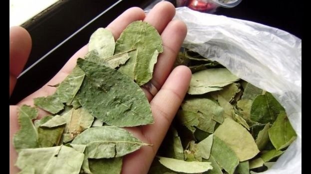 La Unión Europa pide al Gobierno llegar a las 22 mil hectáreas de coca sembrada en el país