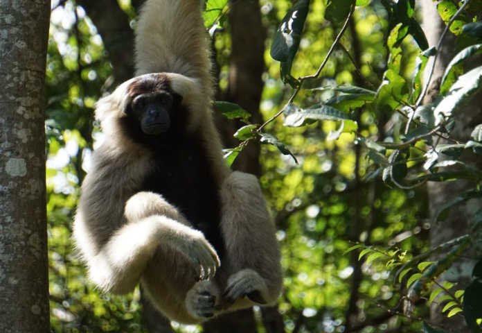 Menos diversidad, más desconcierto ambiental