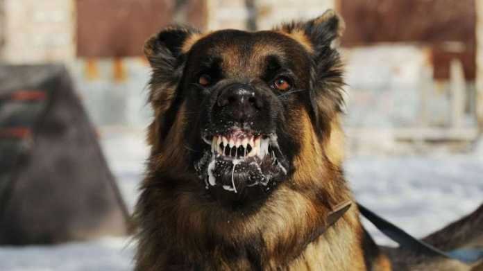 rabia canina