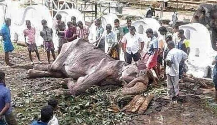 Tikiiri ya no puede pararse: Salud de la elefanta explotada en Sri Lanka se complica. Foto: Facebook/ Save Elephant Foundation