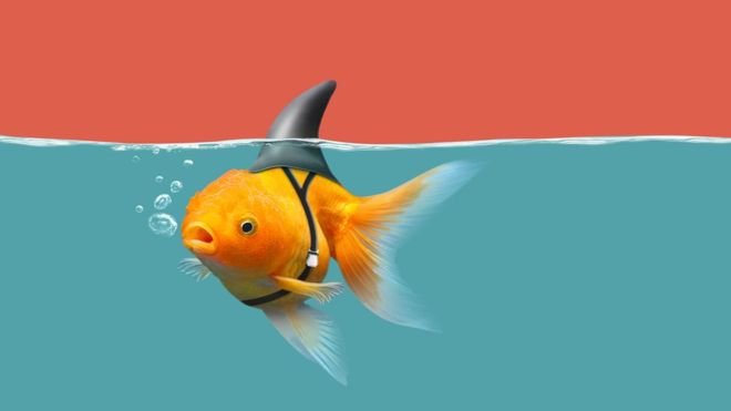 Ideas hay muchas, lo que escasea son las buenas. E incluso cuando brotan, a menudo no las reconocemos.