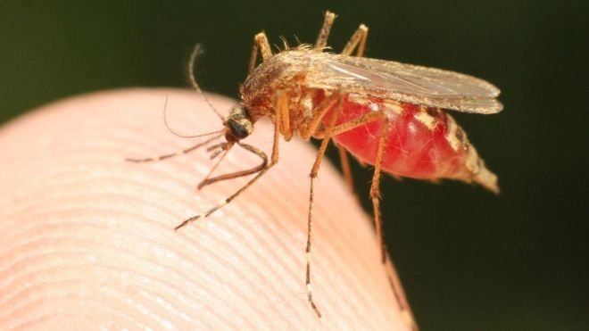 La malaria es una enfermedad que puede ser mortal y es causada por cuatro especies diferentes de parásitos Plasmodium: P. falciparum, P. malariae, P. ovale y P. vivax.