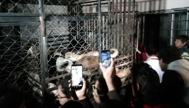 México. La noche del jueves autoridades de Puebla ingresaron a la vivienda donde hallaron 45 animales con vida: 29 perros, 13 gatos, dos conejos y una paloma. (Foto: @AmbienteGobPue)