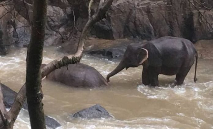 Las autoridades tailandesas compartieron esta imagen de un elefante sobreviviente que intenta revivir a su compañero. (KHAO YAI NATIONAL PARK).