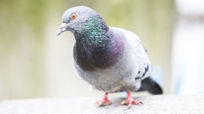 Las mutilaciones en los dedos de las palomas se deben a causas humanas, según el investigador francés Frédéric Jiguet.