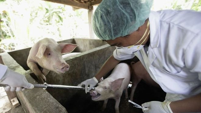 Los contactos con un animal habrían facilitado la entrada del nuevo coronavirus a la especie humana.