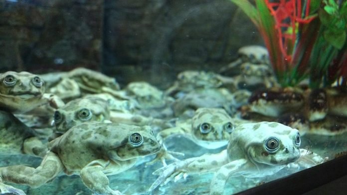 img_lros_20200728-134130_imagenes_lv_terceros_1280px-lake_titicaca_frogs_in_denver_zoos_tropical_discovery_aug_2018-kifC-U482570102887qcG-992x558@LaVanguardia-Web.jpg